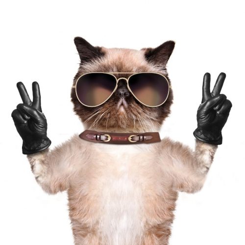 A cat wearing sunglasses and black gloves, standing upright, with both paws showing a peace sign gesture.